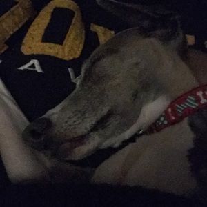 Meet your Posher, Shannon